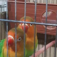 طوطی برزیلی|پرنده|چهاردانگه (تهران), |دیوار