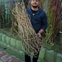 نهـال سـالم و با کـیفـیت ،مناسب بـاغ و ویــلا|خدمات باغبانی و درختکاری|سیروان, |دیوار