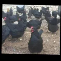 تخم مرغ نطفه دار از بهترین نژاد