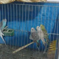 مرغ عشق ۸تا و فنچ ۲تا همه باهم یکو پانصد