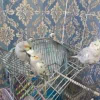 عروس هلندی