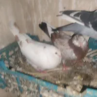 کبوتر رنگی به فروش می‌رسد