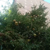 معاوضه ۳۷۷م ویلائی دماوندگیلاوند۴تک واحدی|فروش آپارتمان|تهران, شهرک محلاتی|دیوار