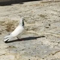 یه بوم کبوتر فروشی|پرنده|خمینیشهر, |دیوار