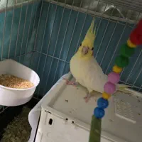 عروس هلندی مولد