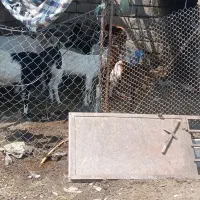 15عدد بز و کهره