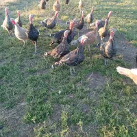 بوقلمون|حیوانات مزرعه|کرمانشاه, |دیوار