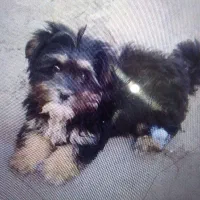 سگ عروسکی پاکوتاه