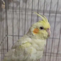 عروس هلندی ماده