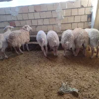 بره نر|حیوانات مزرعه|بجنورد, |دیوار