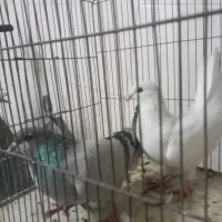 ماده دمگیر خرقه باماده سفید ترونی