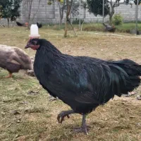 خروس نژاد استرالوپ آلمانی|حیوانات مزرعه|سرخه حصار, |دیوار