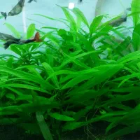 گیاه اکواریوم|ماهی|شیراز, هفت تنان|دیوار