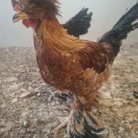 مرغ خروس سلطان برهما مرندی