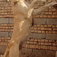 ماده اولدوز17ماهه واگذاری