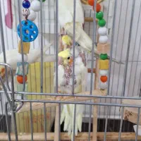 عروس هلندی لوتینو