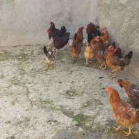 17عدد مرغ تخم گذار