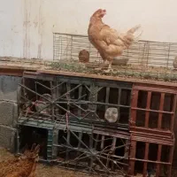 تعدادی مرغ گلین برهما خروس