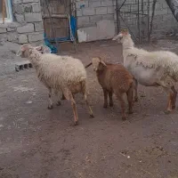 گوسفند بره دار