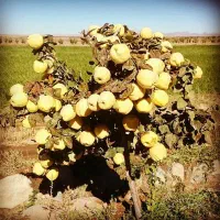 نهالستان همیشه سبز|خدمات باغبانی و درختکاری|نسیم‌شهر, |دیوار