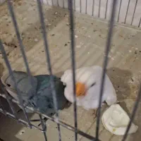 طوطی برزیلی|پرنده|یاسوج, |دیوار