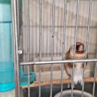 سهره ماده جوجه قفس|پرنده|اسلامشهر, شهرک واوان|دیوار