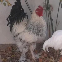 تخم مرغ نطفه دار برهما