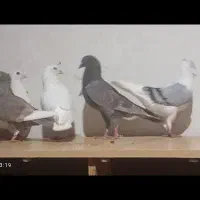 کبوتر|پرنده|بم, |دیوار