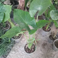 فروش فوق‌العاده بابا ادم