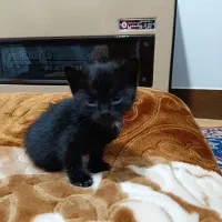 گربه