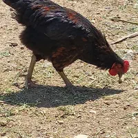 فروش خروس و مرغ ۴ماهه