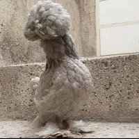 تخم مرغ نطفه دار|حیوانات مزرعه|اردبیل, |دیوار