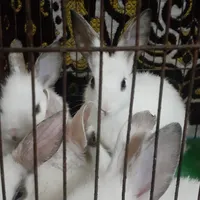 خرگوش