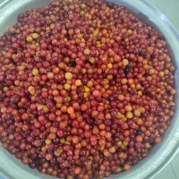 رب آلوچه جنگلی