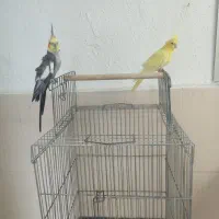 یک جفت طوطی عروس