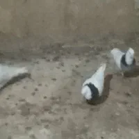 طوقی|پرنده|ایواوغلی, |دیوار