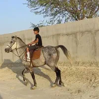 اسب نریون کرد|اسب و تجهیزات اسبسواری|قشم, |دیوار