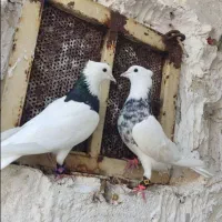 سه عدد جوجه طوقی سرور ناب