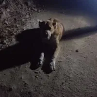 توافقی|فعالیت داوطلبانه|آشخانه, |دیوار