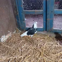 کبوتر پرشی|پرنده|رامیان, |دیوار