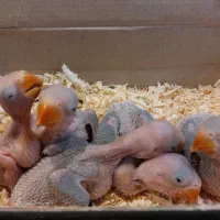 جوجه شاه طوطی تهران