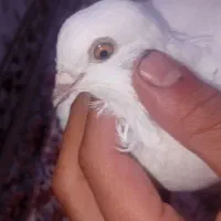 کبوتر تهرانی زوردار|پرنده|سرپل ذهاب, |دیوار