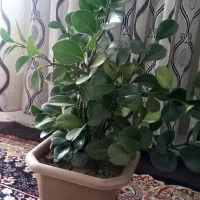 گل و گیاه|گل و گیاه طبیعی|سنندج, |دیوار