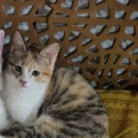 واگذاری گربه خانگی