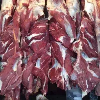 گوشت گوساله کشتار روز