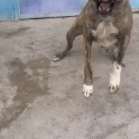 واگذاری ماده