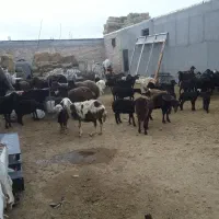 گوسفند بره بادار