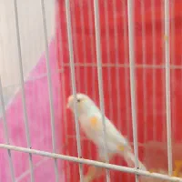 قناری رد فاکتور اورجینال سالنی