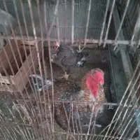 مرغ خروس لاری