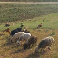 فروش بز و بزغاله جوان داشتی سر حال و میش بره